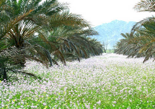 نازدشت ، نازترین دشت رودان