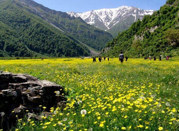 خورشید محصور میان چمنزار در بهار