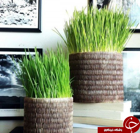 جالب&zwnj;ترین طرح&zwnj;ها برای کاشتن سبزه&zwnj; نوروز 