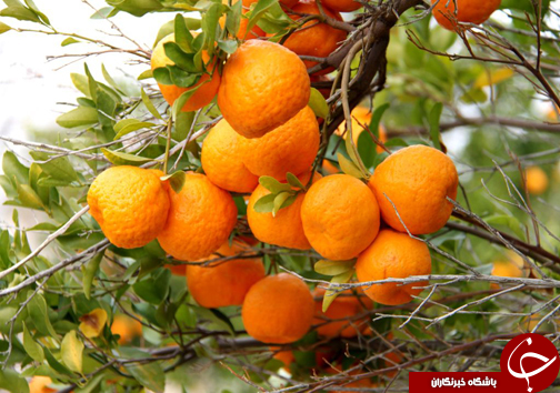 حاجی آباد دیار گندم و پیارم + تصاویر