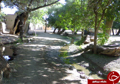 حاجی آباد دیار گندم و پیارم + تصاویر
