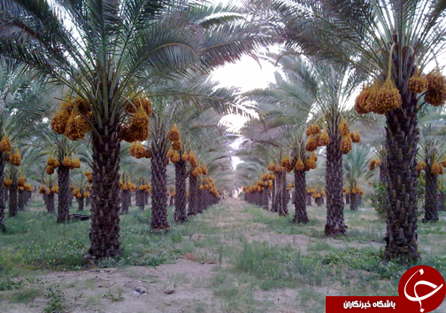 حاجی آباد دیار گندم و پیارم + تصاویر