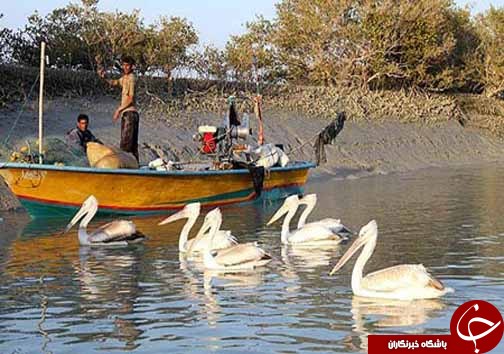 خور آذینی منطقه ای بکر در سیریک