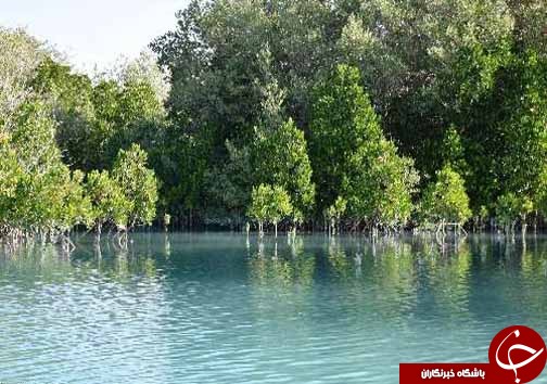 خور آذینی منطقه ای بکر در سیریک