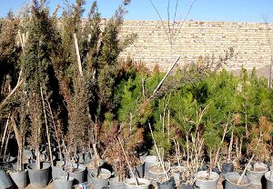 توزیع 2 هزار نهال رایگان در لالی
