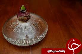 تهیه &laquo;سنبل&raquo; هفت سین 96، ایده&zwnj;های فوری فوتی + تصاویر