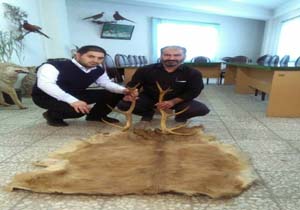 کشف لاشه مرال در آمل