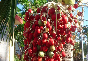 روغن پالم؛ خوب یا بد؟ + فیلم