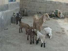 بزی در روستای حسین آباد 6 قلو زایید