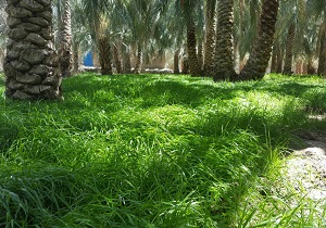 نمایی از زیبایی های طبیعت سراوان + تصاویر
