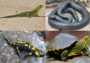 تشدید نظارت بر خرید و فروش گونه‌های جانوری حیات وحش