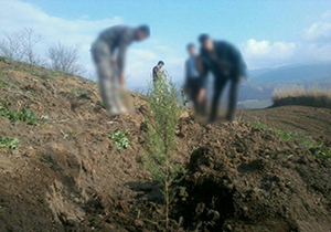 کاشت نهال مجازات متجاوز اراضی ملی در گلستان