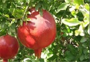 شناسایی چهار گونه محصول اصلاح شده باغی در استان مرکزی