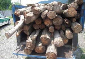 کشف 3 تن چوب قاچاق در آستارا