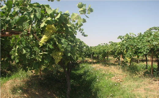 روستای قلعه بالا کجاست + تصاویر