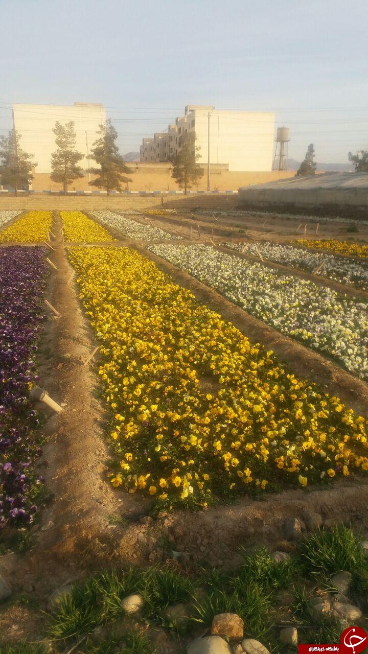 نمایی از رویش گل های بهاری + تصاویر