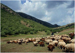 خسارت زیست محیطی ایران چندین برابر بیشتر از خسارت تحریم