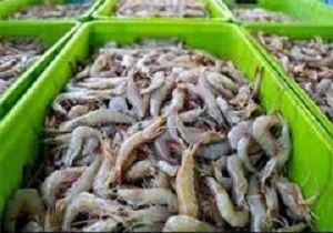 برداشت دو هزارتن میگو پرورشی سال آینده