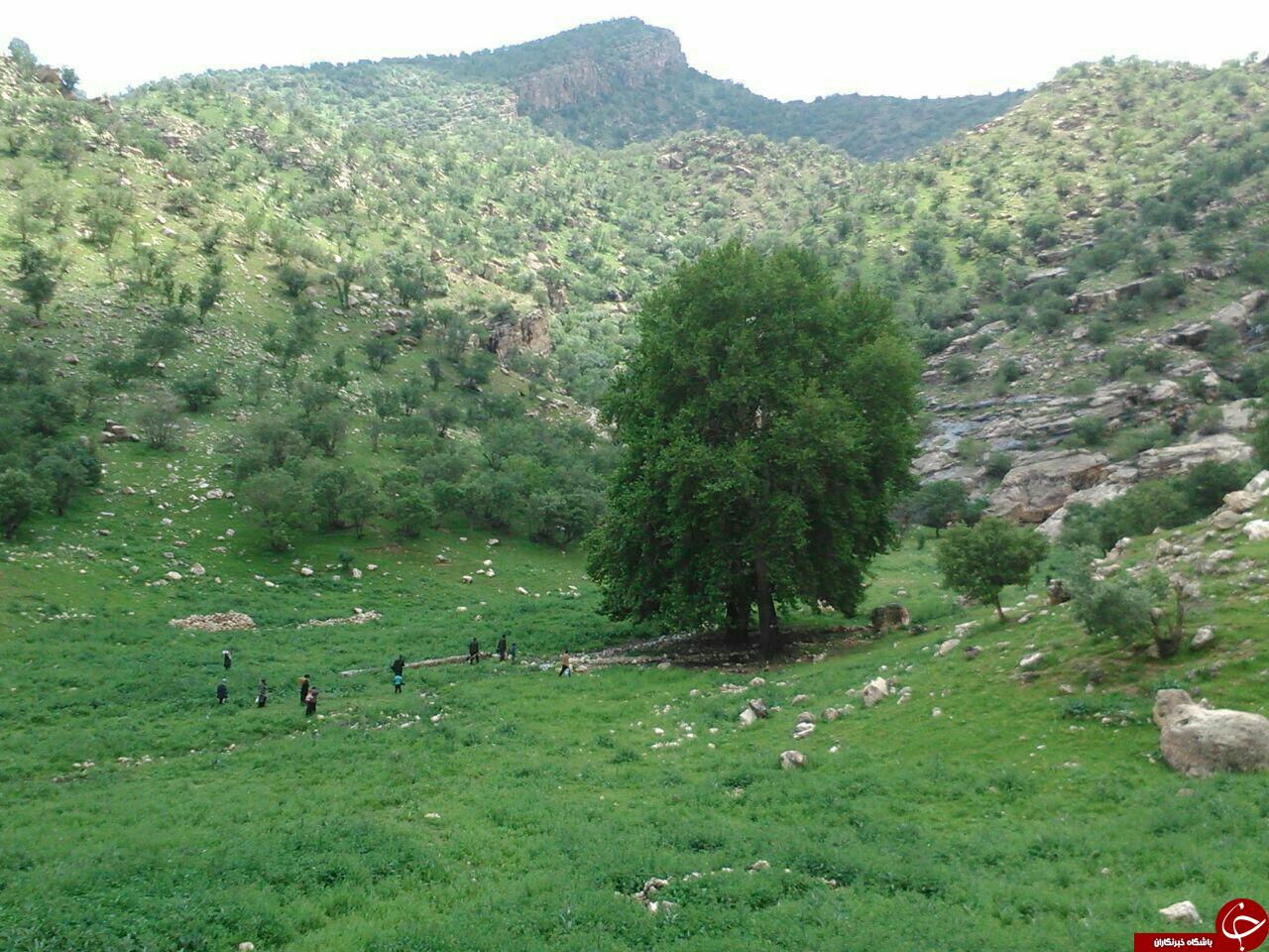 مناظری زیبا از طبیعت &laquo;سرنجه زیودار&raquo; + تصاویر