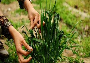 سیزدهم فروردین روز طبیعت