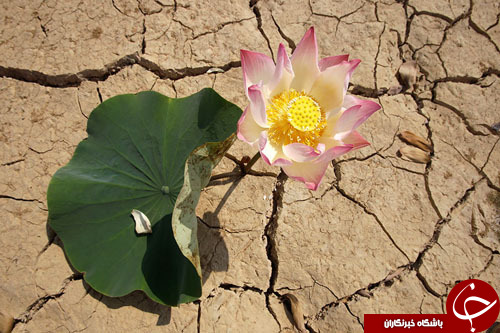 از گرامیداشت کشته&zwnj;شدگان در سونامی ژاپن تا بازی در کنار مجسمه فرعون