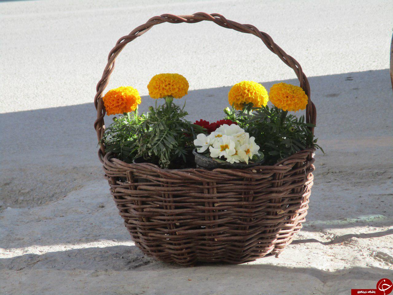 نمایی از ماهی های گلی عید + تصاویر