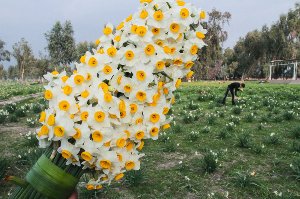 نارسیس بهبهانی جاذبه ای خوزستانی