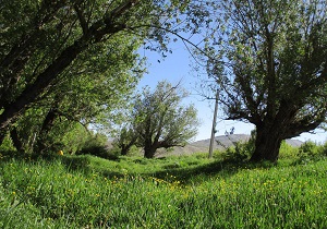 طبیعت زیبای امامزاده زیدبن علی (ع) در سمیرم + تصاویر
