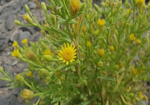نمایی از طبیعت سراوان + تصاویر
