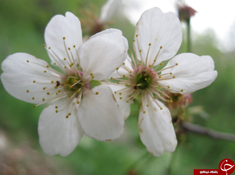 گل هایی که نوید بهار می دهند + تصاویر