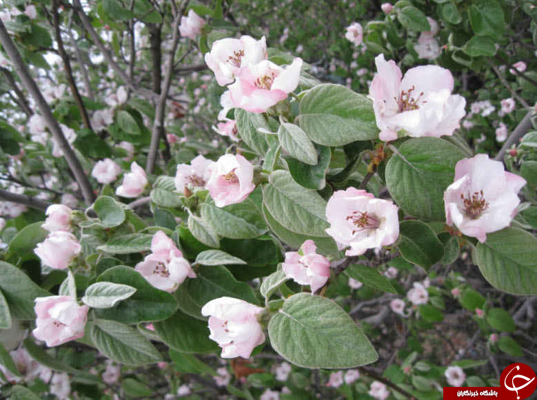 گل هایی که نوید بهار می دهند + تصاویر
