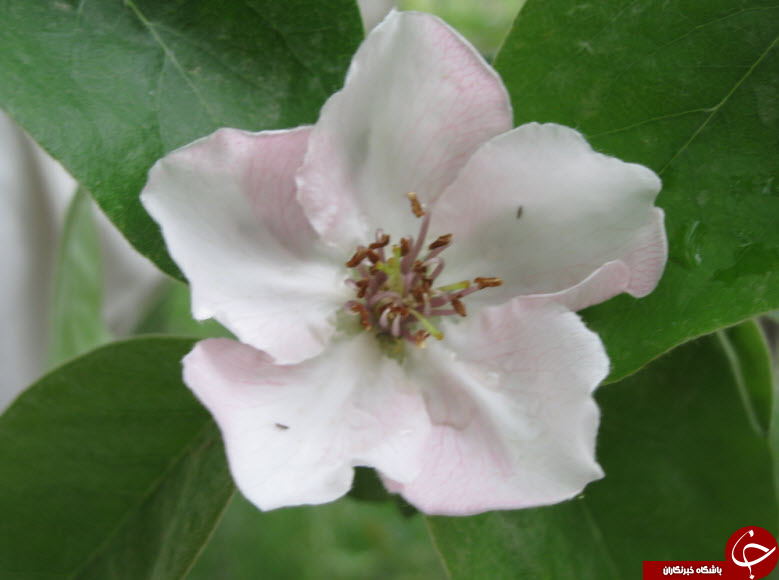 گل هایی که نوید بهار می دهند + تصاویر