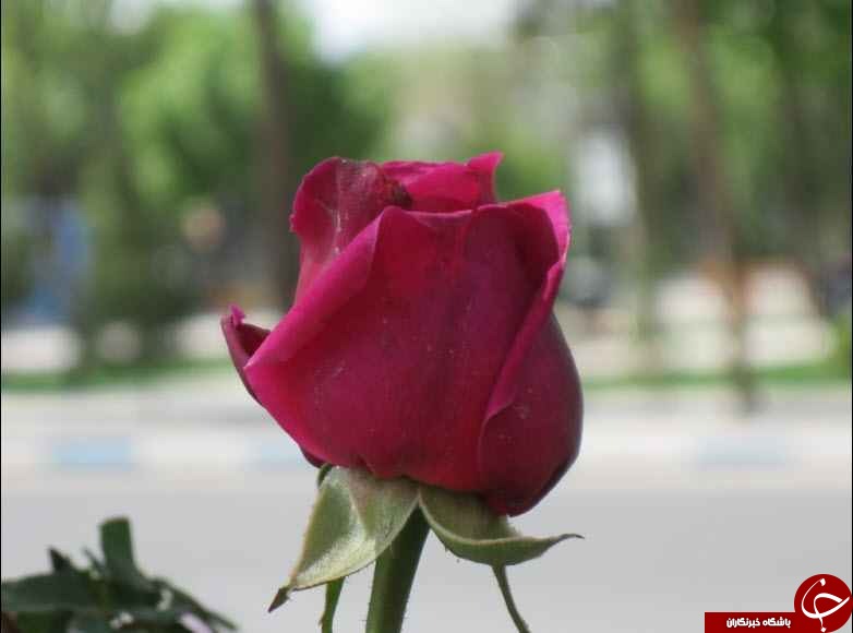 گل هایی که نوید بهار می دهند + تصاویر