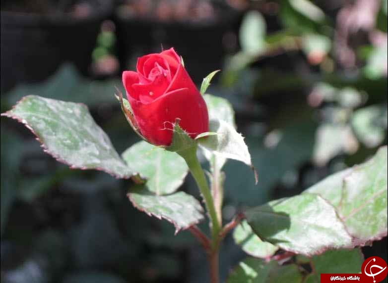 گل هایی که نوید بهار می دهند + تصاویر