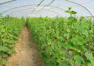 کشت گلخانه ای 57 هکتار از زمین های نجف آباد