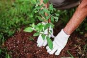 6850 اصله نهال در 326بقعه متبرکه ومکان مذهبی کشور غرس شد