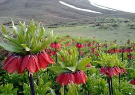 راهنمای سفر به چهارمحال و بختیاری/اماکن دیدنی چهارمحال و بختیاری/ هتل های چهار محال و بختیاری+ دانلود فیلم گردشگری