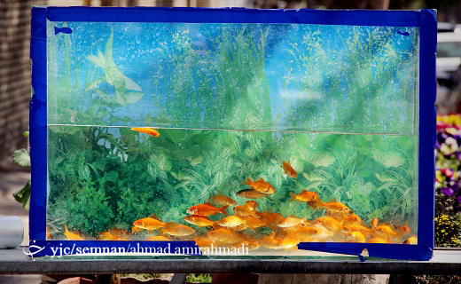در آستانه بهار + تصاویر