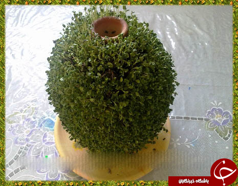 روش کاشت سبزه روی کوزه + نکات مهم و نمونه های سبزه کوزه ای
