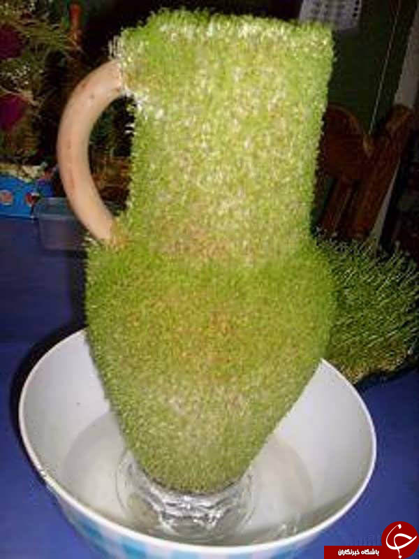 روش کاشت سبزه روی کوزه + نکات مهم و نمونه های سبزه کوزه ای