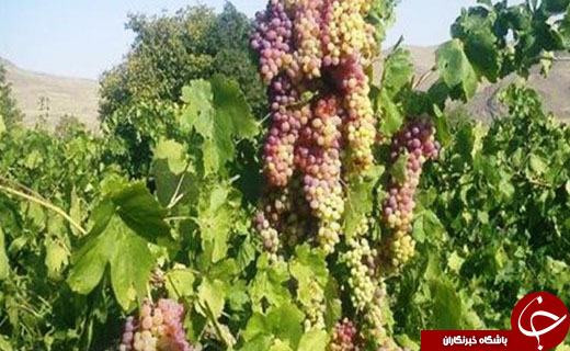 گشتی در روستای هزاوه زادگاه امیرکبیر+تصاویر