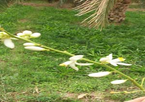 طبیعت زیبای شهاب&zwnj;آباد در قاب دوربین