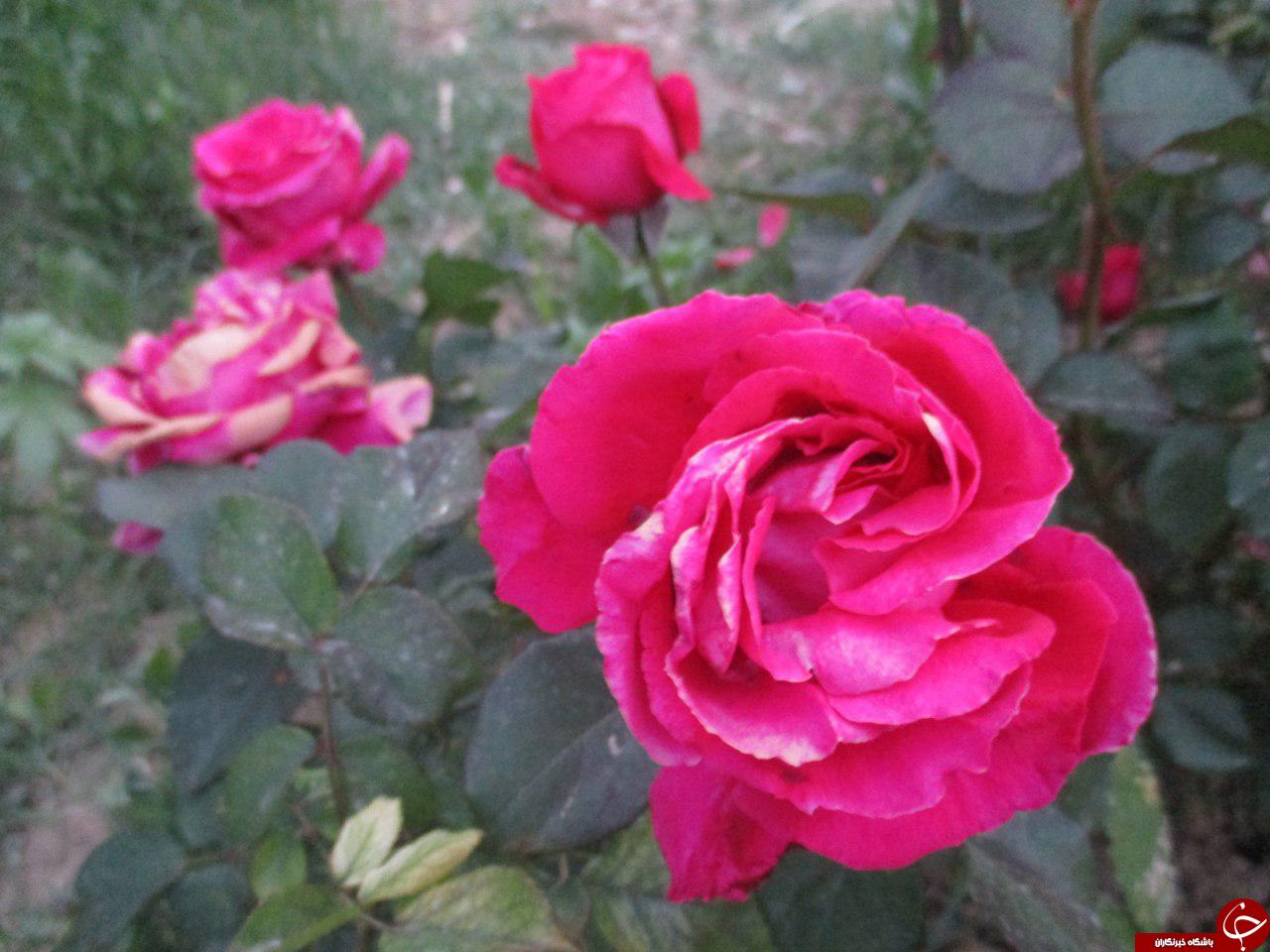 رویش گل هایی با طعم بهار + تصاویر