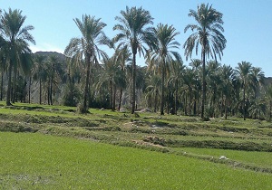 نمایی از طبیعت بلوچستان + تصاویر