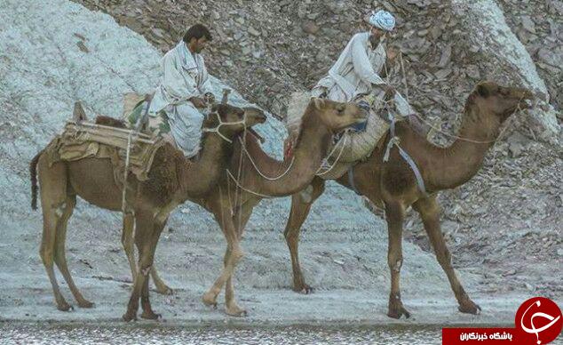 نمایی از حیات وحش در سرباز + تصاویر