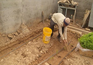اجرای طرح کشت گیاهان دارویی