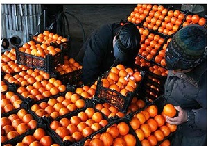 افزایش تعداد مراکز فروش میوه شب عید نسبت به سال گذشته