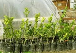 غرس 800 اصله نهال در دانشگاه آزاد اسلامی شاهرود