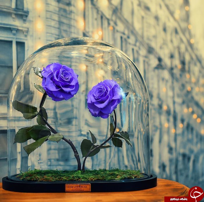 رزهای زیبا با طول عمر 3 سال+تصاویر