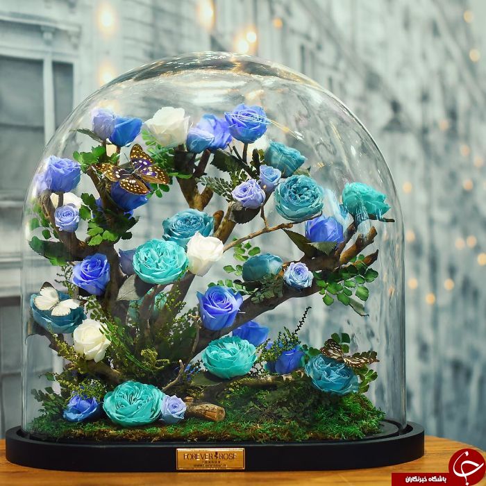 رزهای زیبا با طول عمر 3 سال+تصاویر